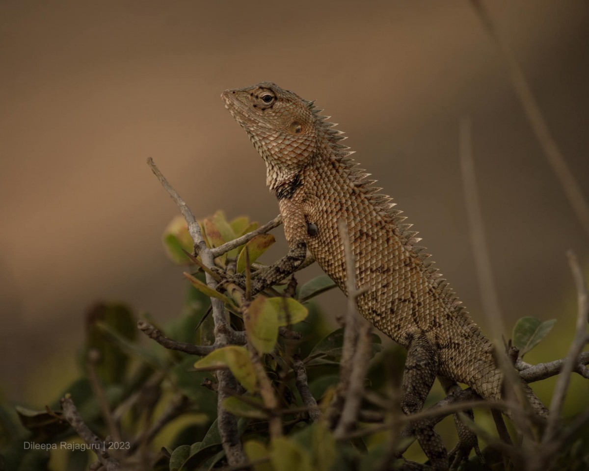 Calotes versicolor Daudin, 1802